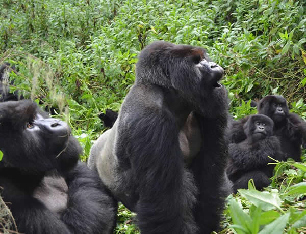 gorilla safaris 